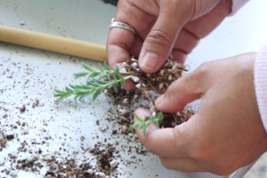 Hands holding a seedling over a tray