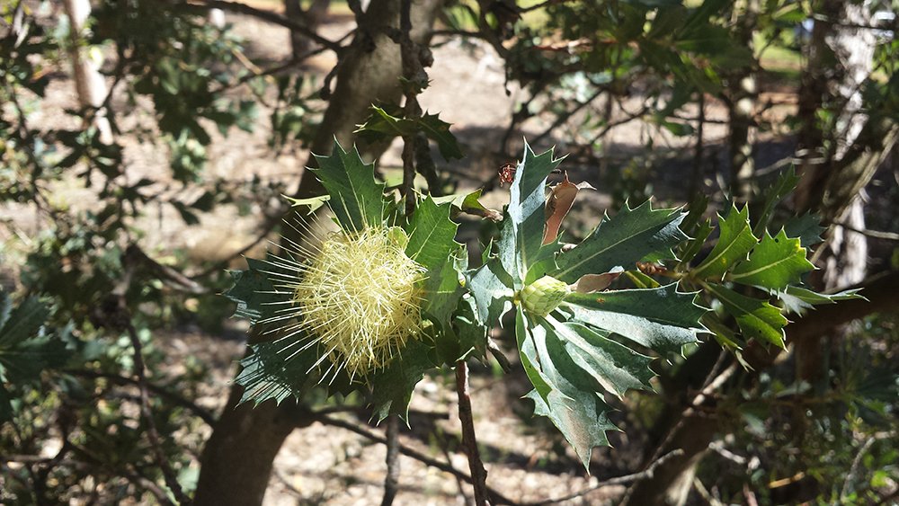 Banksia Sessilis Flower