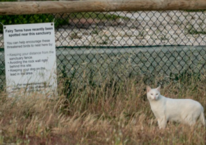 Photo of a cat in front of a sign talking about Fairy Terns