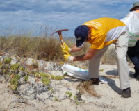 Bankwest Corporate Volunteers with Perth NRM and Stirling Natural Environment Coastcare (SNEC) at Brighton Beach.