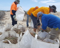 Bankwest Corporate Volunteers with Perth NRM and Stirling Natural Environment Coastcare (SNEC) at Brighton Beach.