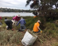 Bankwest Corporate Volunteers at Point Roe with Perth NRM and Friends of Mosman Park