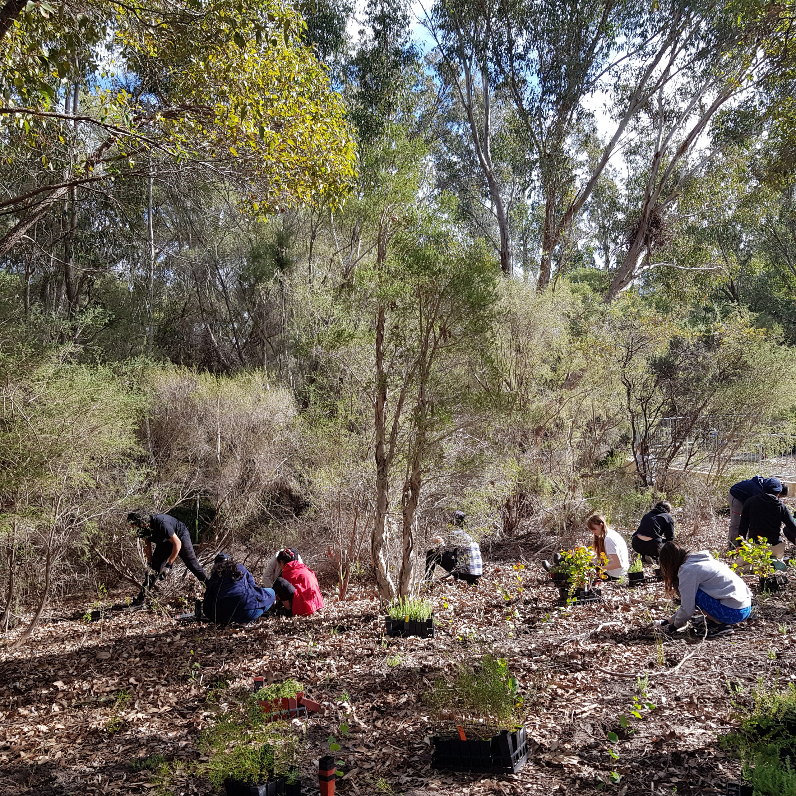 Community Planting at Bannister Creek
