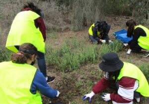 UWA students assist the Swan Estuary Reserves Action Group in weeding.