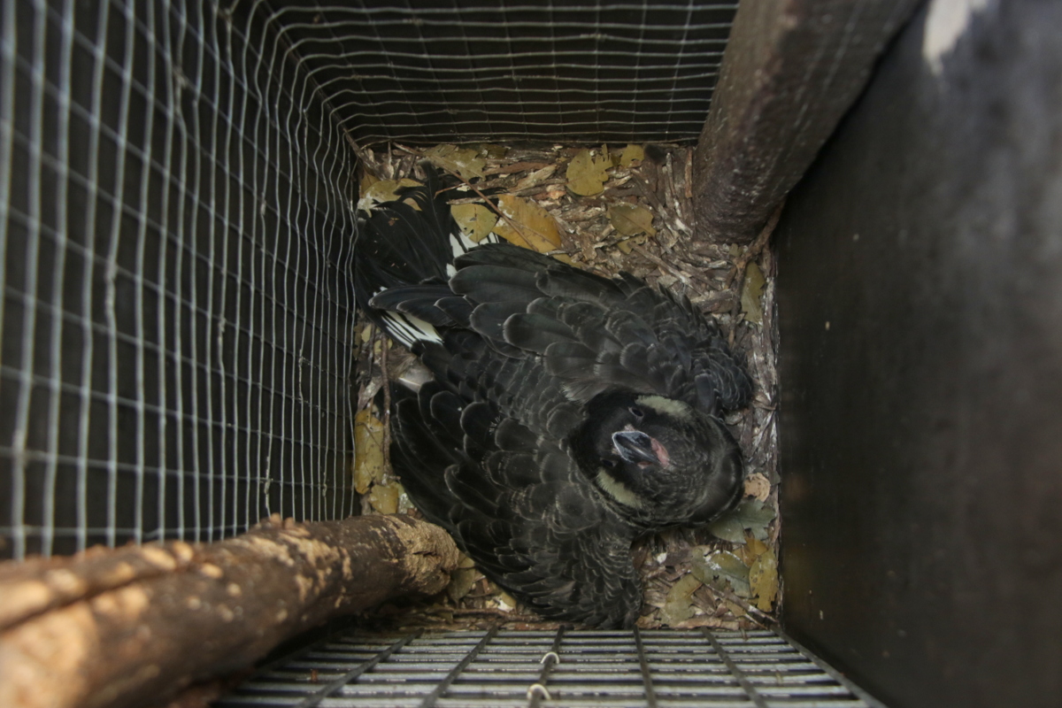 Carnaby's Cockatoo nesting in a novel habitat