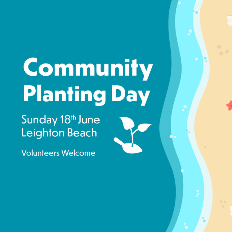 Leighton Beach Planting Day 2023